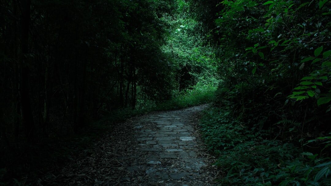 forest path at night