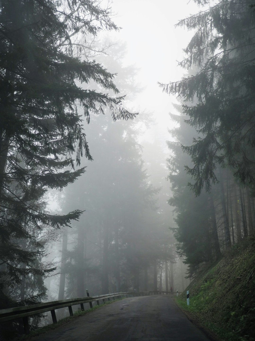 foggy forest near castle